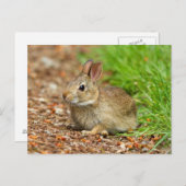 WA,レドモンド,イースタンコットンテールベビーウサギ ポストカード (正面/裏面)
