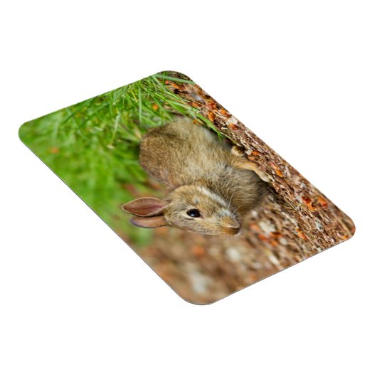 WA,レドモンド,イースタンコットンテールベビーウサギ マグネット (右側)