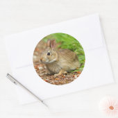 WA，レドモンド，イースタンコットンテールベビーウサギ ラウンドシール (封筒)