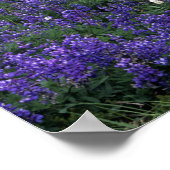 WA, Mt. Rainier NP, Lupine and Bistort meadow ポスター (角)