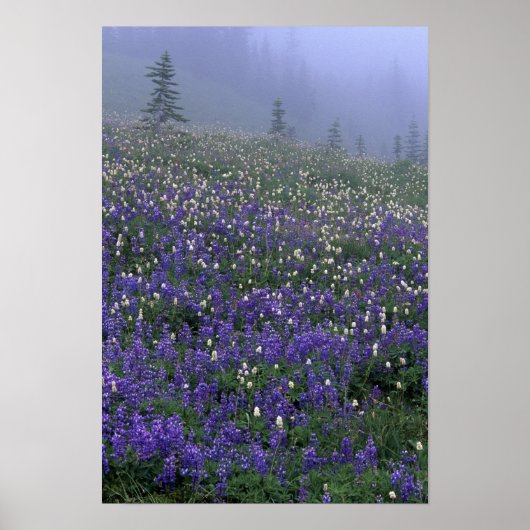 WA, Mt. Rainier NP, Lupine and Bistort meadow ポスター (正面)