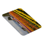 WA、Skagit Valley、チューリップのフィールド開花、で マグネット (右側)