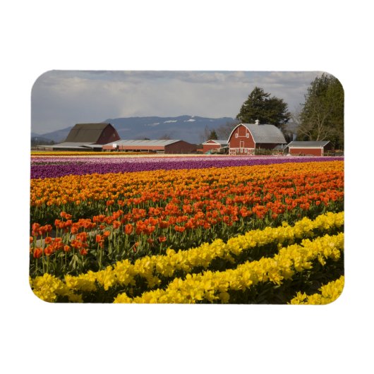 WA、Skagit Valley、チューリップのフィールド開花、で マグネット (横)