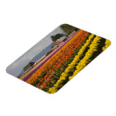 WA、Skagit Valley、チューリップのフィールド開花、で マグネット (左側)