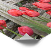 WA, Skagit Valley, Roozengaarde Tulip Garden, ポスター (角)