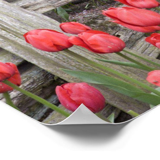 WA, Skagit Valley, Roozengaarde Tulip Garden, ポスター (角)