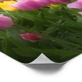 WA, Skagit Valley, Roozengarde Tulip Garden, 2 ポスター (角)