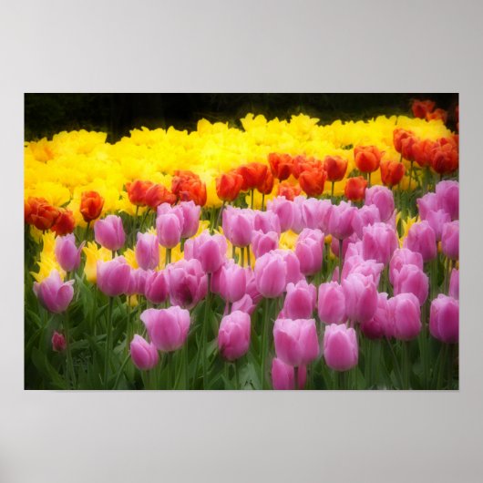 WA, Skagit Valley, Roozengarde Tulip Garden, 2 ポスター (正面)