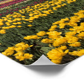 WA, Skagit Valley, Skagit Valley Tulip ポスター (角)