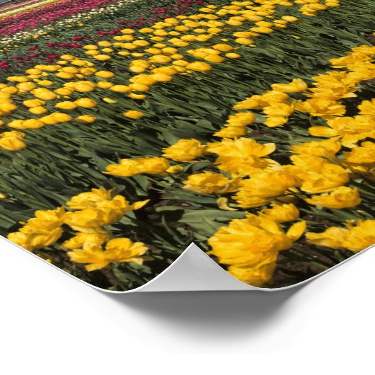 WA, Skagit Valley, Skagit Valley Tulip ポスター (角)