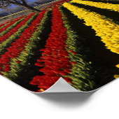 WA, Skagit Valley, Skagit Valley Tulip 2 ポスター (角)