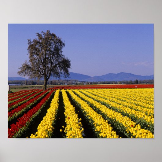 WA, Skagit Valley, Skagit Valley Tulip 2 ポスター (正面)
