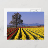WA, Skagit Valley, Skagit Valley Tulip 2 ポストカード (正面/裏面)