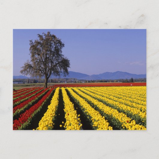 WA, Skagit Valley, Skagit Valley Tulip 2 ポストカード (正面)