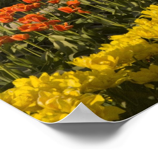 WA, Skagit Valley, Tulip fields in bloom, at ポスター (角)