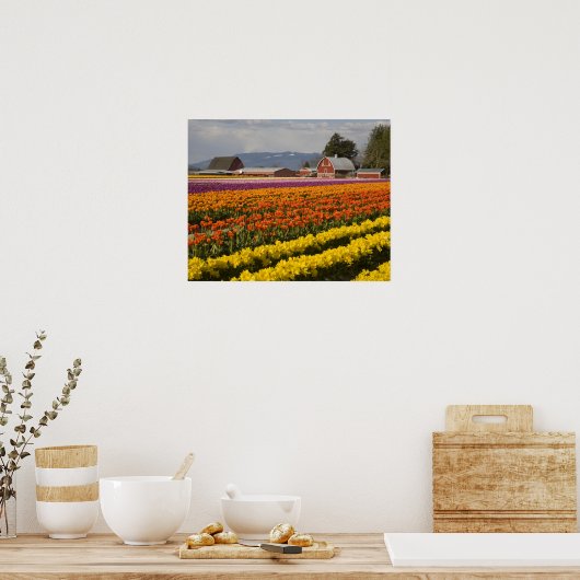 WA, Skagit Valley, Tulip fields in bloom, at ポスター (キッチン)