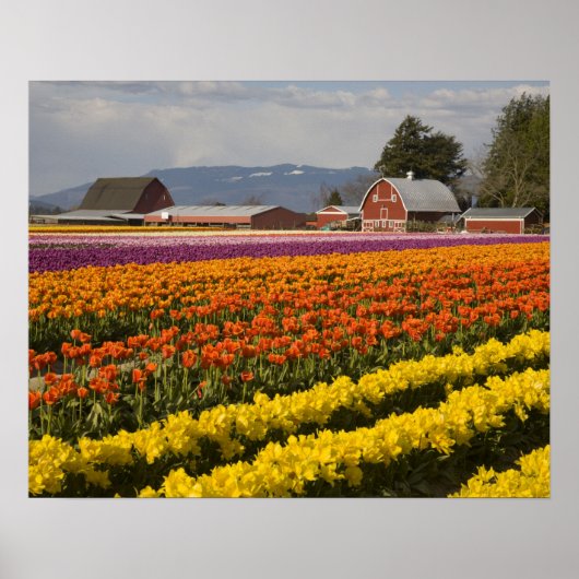 WA, Skagit Valley, Tulip fields in bloom, at ポスター (正面)