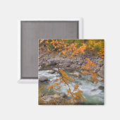 WA、Wenatchee National Forest、Maple tree、および マグネット (正面/裏面)