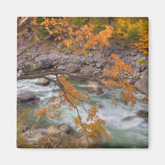 WA、Wenatchee National Forest、Maple tree、および マグネット (正面)