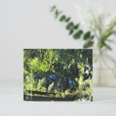 Wahkeena秋、または ポストカード (スタンド正面)