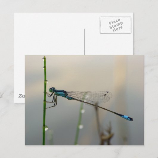 Waiting, Blue Damselflyマクロ ポストカード (正面/裏面)