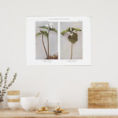 Wake 色彩の鮮やか Robin - Trillium undulatum ポスター (キッチン)