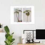 Wake 色彩の鮮やか Robin - Trillium undulatum ポスター (ホームオフィス)