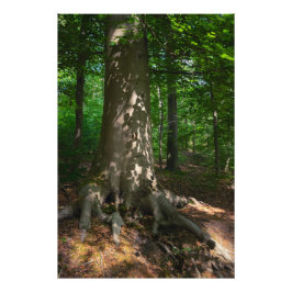 Waldimpression フォトプリント