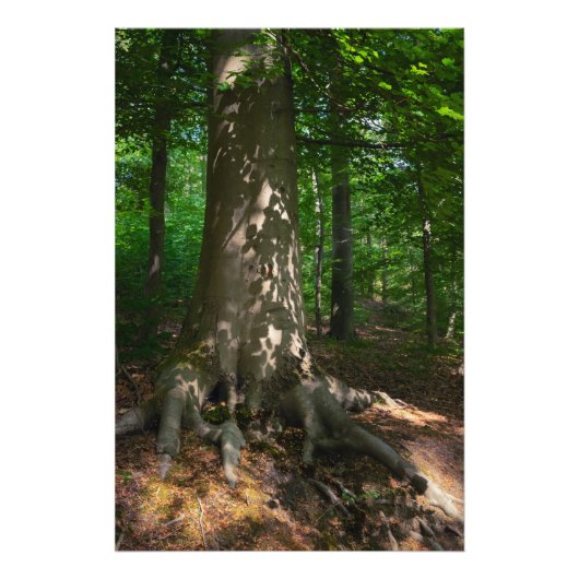 Waldimpression フォトプリント (正面)