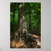 Waldimpression ポスター (正面)