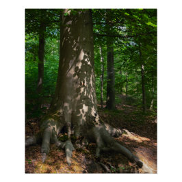 Waldimpression ポスター