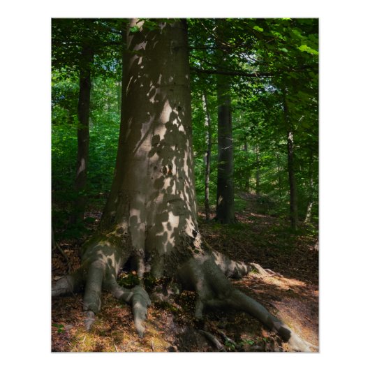 Waldimpression ポスター (正面)