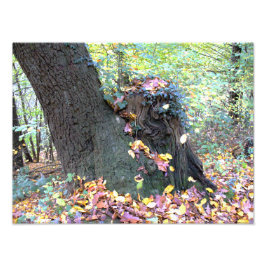 Waldmärchen フォトプリント