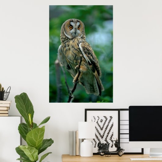 Waldohreule (Asio otus) sitzt auf Ast, ポスター (ホームオフィス)