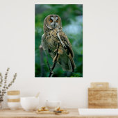 Waldohreule (Asio otus) sitzt auf Ast, ポスター (キッチン)