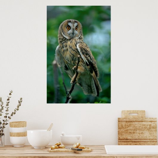 Waldohreule (Asio otus) sitzt auf Ast, ポスター (キッチン)