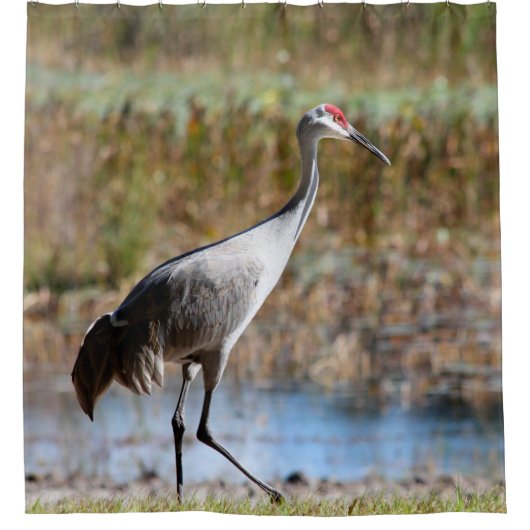 Walking Tall, Sandhill Crane シャワーカーテン (正面)