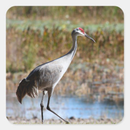 Walking Tall - Sandhill Crane スクエアシール