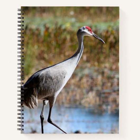 Walking Tall - Sandhill Crane ノートブック (正面)