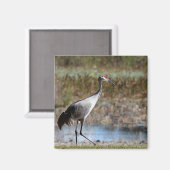 Walking Tall- Sandhill Crane マグネット (正面/裏面)