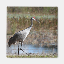 Walking Tall- Sandhill Crane マグネット