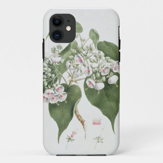 Walkuffa No.5 Dombeyaのtorrida (w/cグラファイトoに Case-Mate iPhoneケース (裏面)