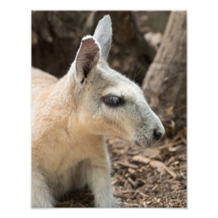 Wallabyプロファイル フォトプリント