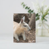 Wallabyプロファイル ポストカード (スタンド正面)