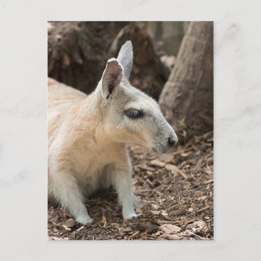 Wallabyプロファイル ポストカード (正面)