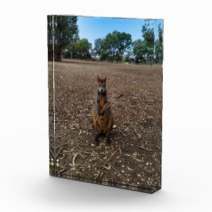 Wallaby食べのAスティック、カスタマイズ可能なフォトブロック フォトブロック