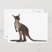 Wallaby - Macropus robstus （3ヶ月） ポストカード (正面/裏面)