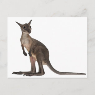 Wallaby - Macropus robstus (3ヶ月) ポストカード
