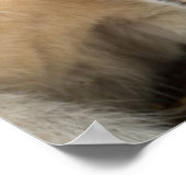 Wallaby Profile ポスター (角)