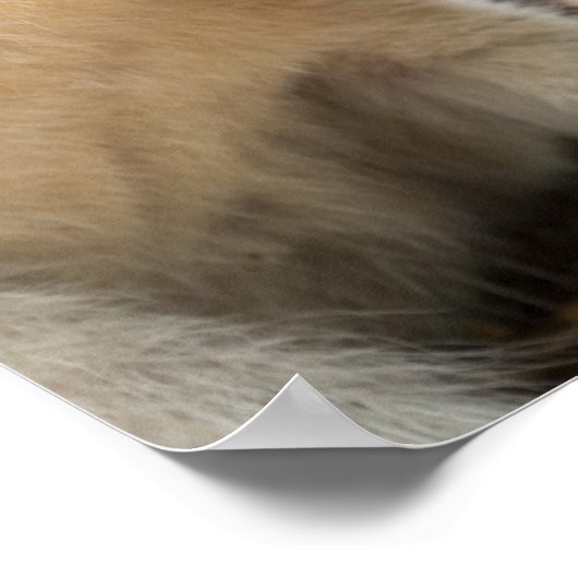 Wallaby Profile ポスター (角)